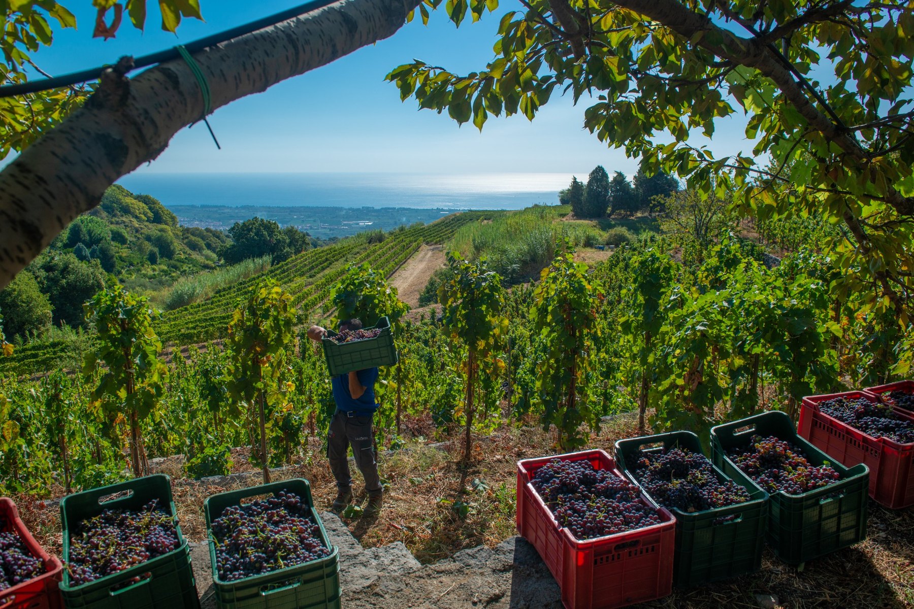 Vigneti Cantine La Contea vista mare